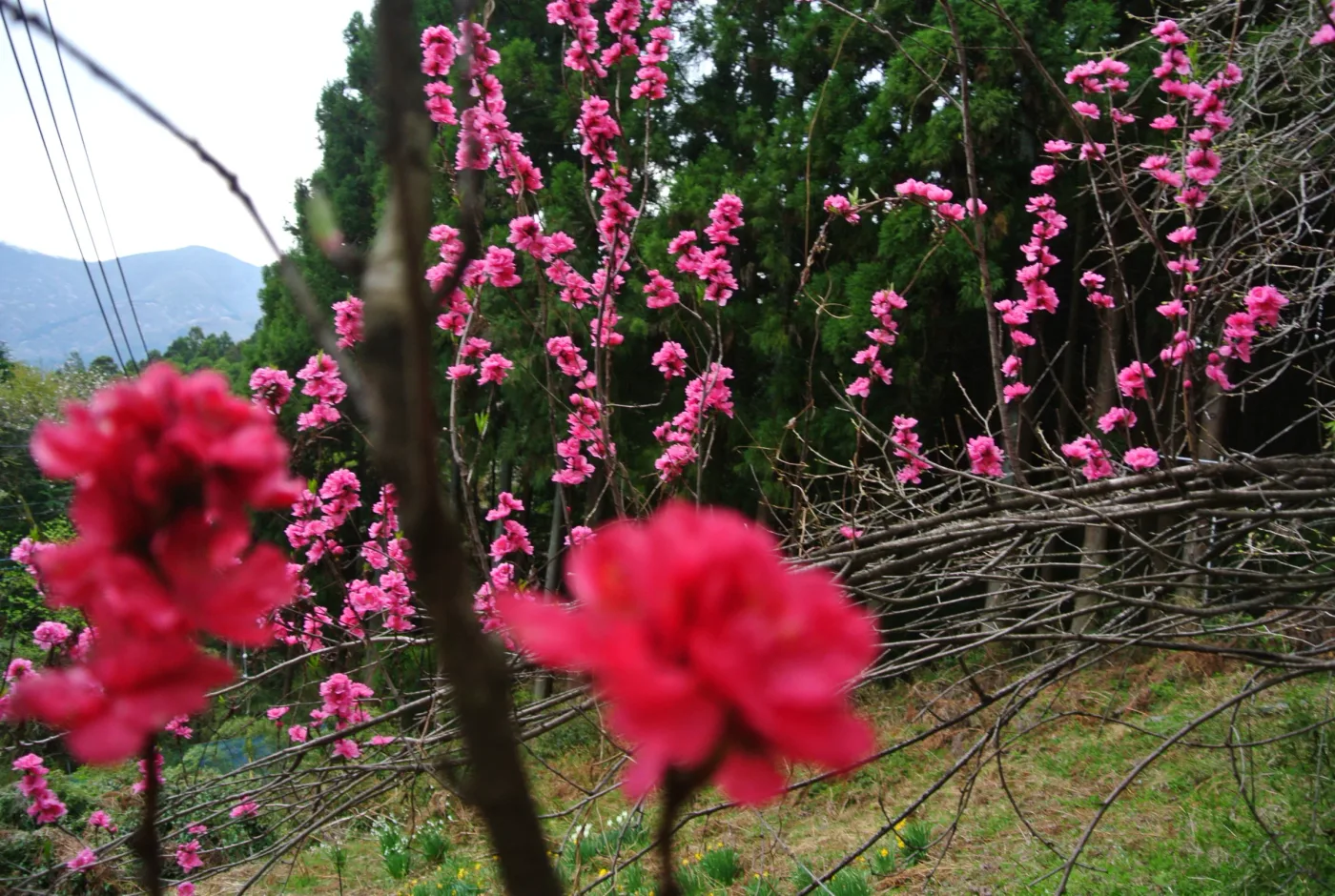 6 Hundred Camp Tokigawa in Japan