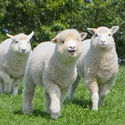 Maza Ranch GLAMPING THE FARM in Japan