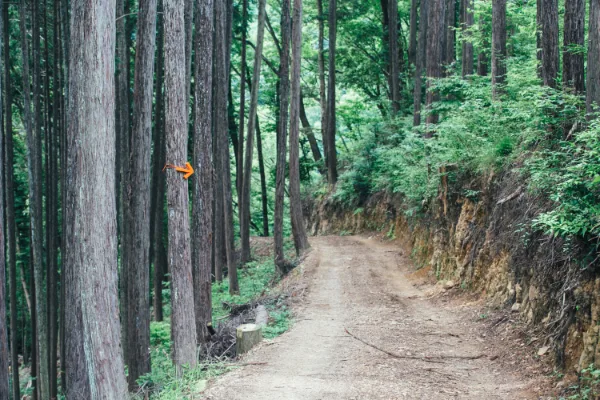 KIKORI FIELD Kaiinsei Outdoor Shinrin Field MOKKI NO MORI in Japan