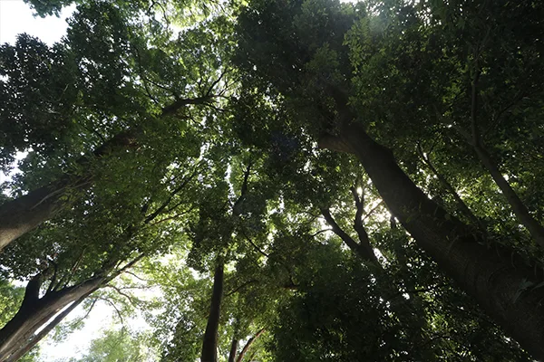 Hasuda Backyard Campground in Japan