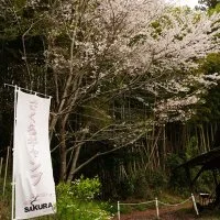 Sakura Camp in Japan