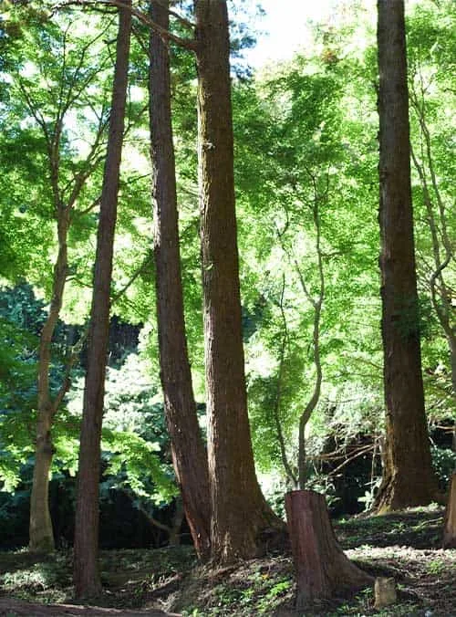 Kayano Campground in Japan