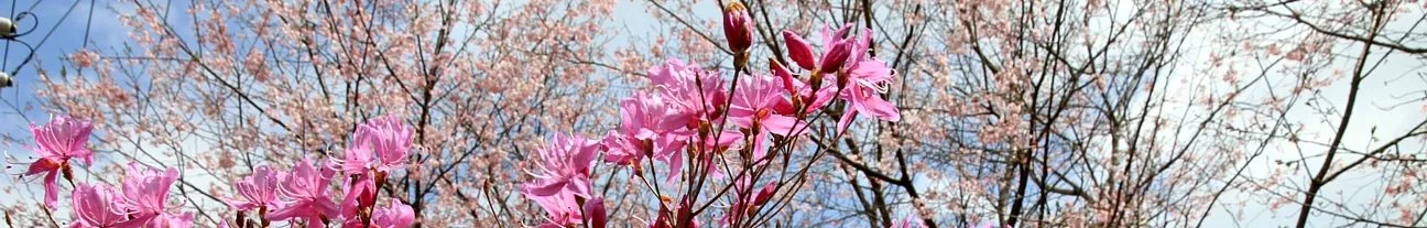 Prefectural Kiyokazu Prefectural Forest Campground in Japan