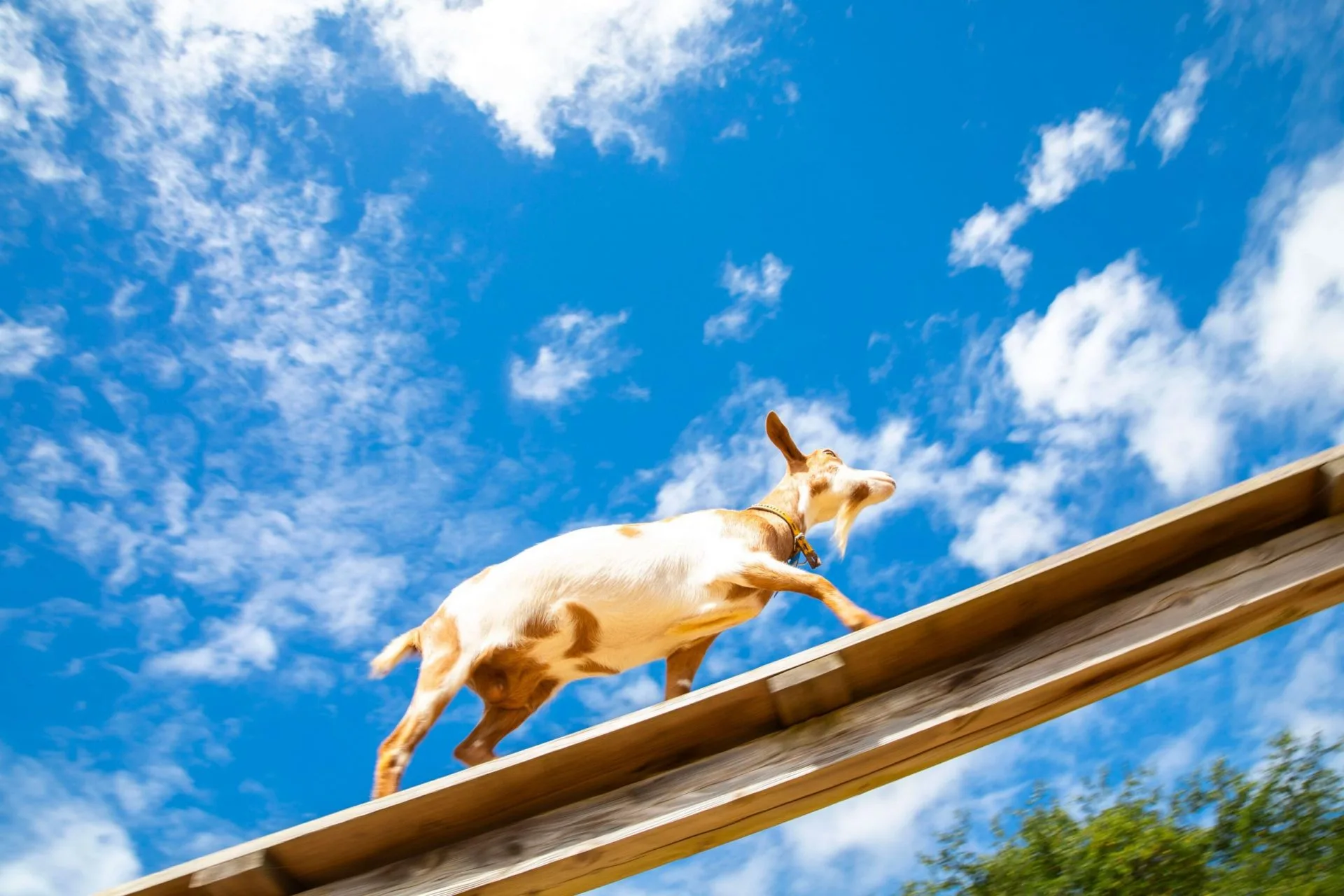 Narita Yume Ranch Auto Campground in Japan