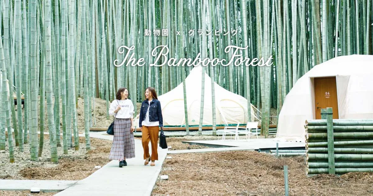 The Bamboo Forest in Japan