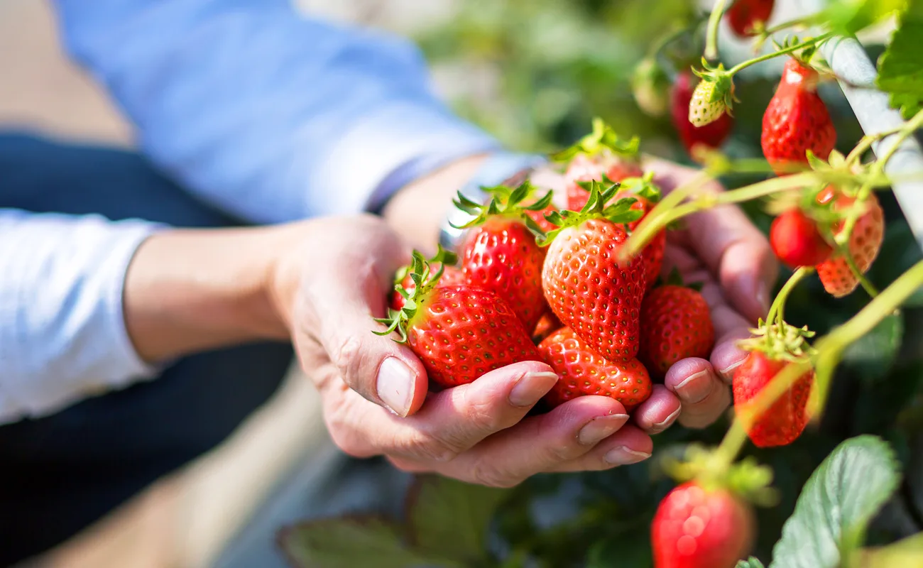 Chichibu Sadamine Clear Stream Campground in Japan